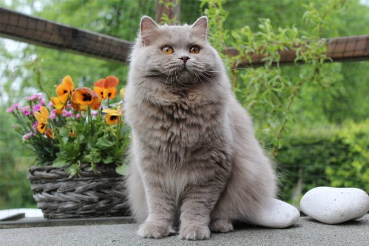 تصویر بریتیش لانگ هیر (British Longhair)